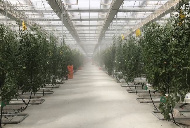 高壓霧化你了解嗎？在設施農業中有哪些應用？